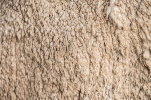 Merino Sheep Wool Photo